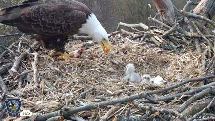 Hanover Eagles Live Cam - Apr 13, 2026, 7:35am EDT
