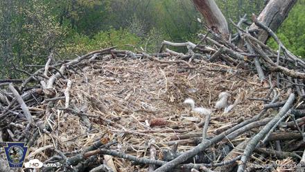 Hanover Eagles Live Cam - Apr 20, 2026, 10:48am EDT