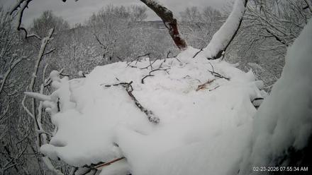 Hanover Eagles Live Cam - Feb 23, 2026, 7:56am EST