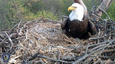 Hanover Eagles Live Cam - Apr 17, 2026, 4:38pm EDT
