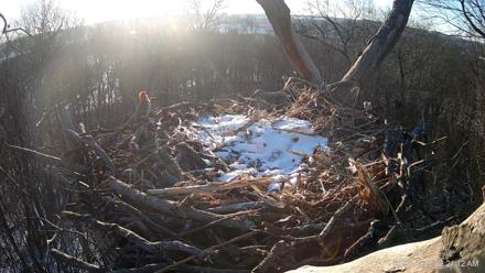 Hanover Eagles Live Cam - Jan 21, 2026, 8:21am EST