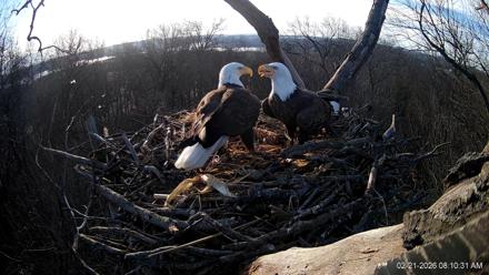 Hanover Eagles Live Cam - Feb 21, 2026, 8:10am EST