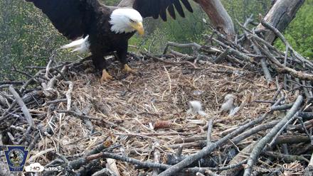 Hanover Eagles Live Cam - Apr 20, 2026, 10:26am EDT
