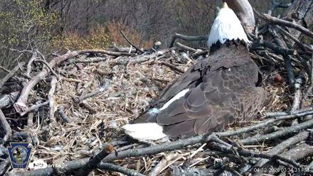 Hanover Eagles Live Cam - Apr 12, 2026, 3:34pm EDT