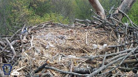 Hanover Eagles Live Cam - Apr 17, 2026, 3:18pm EDT
