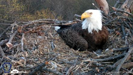 Hanover Eagles Live Cam - Apr 13, 2026, 7:55pm EDT