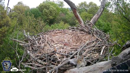 Hanover Eagles Live Cam - Apr 29, 2026, 8:08am EDT