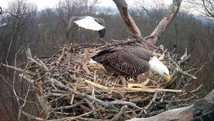 Hanover Eagles Live Cam - Jan 6, 2026, 9:29am EST