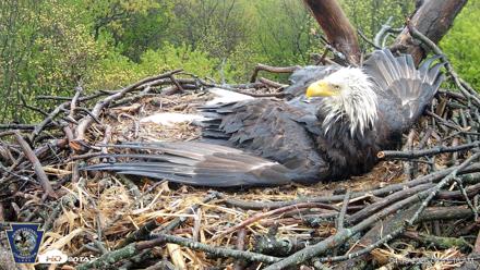 Hanover Eagles Live Cam - Apr 19, 2026, 9:41am EDT