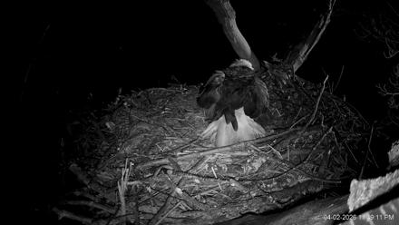 Hanover Eagles Live Cam - Apr 2, 2026, 11:49pm EDT