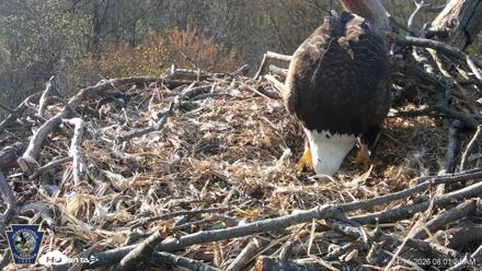 Hanover Eagles Live Cam - Apr 11, 2026, 8:01am EDT