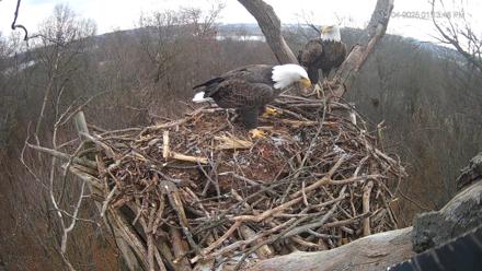 Hanover Eagles Live Cam - Dec 4, 2025, 1:14pm EST