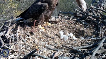 Hanover Eagles Live Cam - Apr 14, 2026, 4:23pm EDT