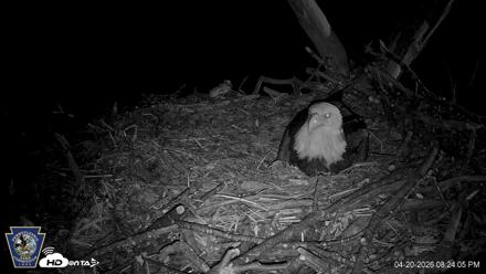 Hanover Eagles Live Cam - Apr 20, 2026, 8:24pm EDT