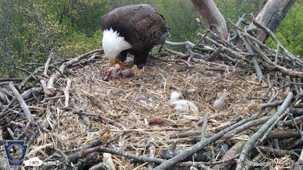 Hanover Eagles Live Cam - Apr 20, 2026, 1:10pm EDT