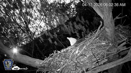 Hanover Eagles Live Cam - Apr 17, 2026, 6:03am EDT