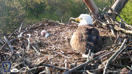 Hanover Eagles Live Cam - Apr 20, 2026, 7:59am EDT