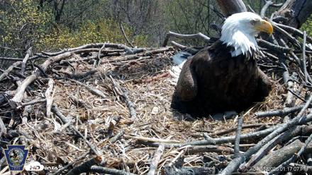 Hanover Eagles Live Cam - Apr 15, 2026, 1:17pm EDT