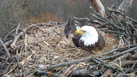 Hanover Eagles Live Cam - Apr 6, 2026, 6:00pm EDT