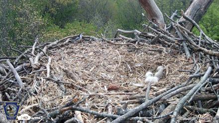 Hanover Eagles Live Cam - Apr 20, 2026, 12:16pm EDT