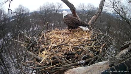 Hanover Eagles Live Cam - Feb 26, 2026, 8:59am EST