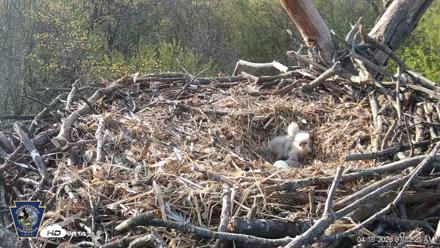 Hanover Eagles Live Cam - Apr 16, 2026, 7:52am EDT