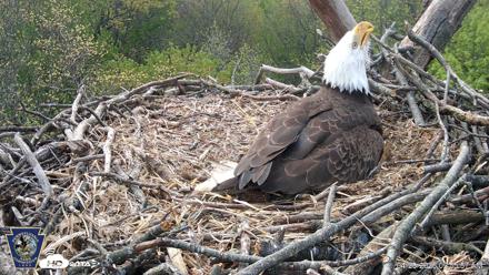Hanover Eagles Live Cam - Apr 20, 2026, 9:56am EDT