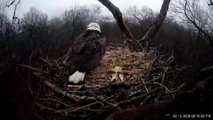 Hanover Eagles Live Cam - Feb 19, 2026, 6:12pm EST