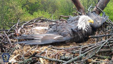 Hanover Eagles Live Cam - Apr 19, 2026, 9:39am EDT