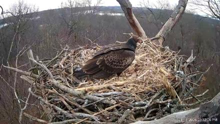 Hanover Eagles Live Cam - Jan 16, 2026, 3:32pm EST