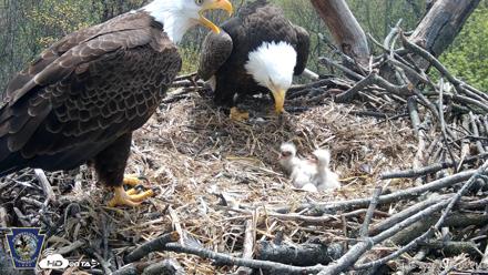 Hanover Eagles Live Cam - Apr 16, 2026, 12:30pm EDT