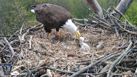 Hanover Eagles Live Cam - Apr 20, 2026, 12:51pm EDT
