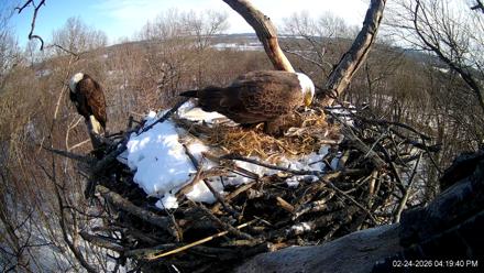 Hanover Eagles Live Cam - Feb 24, 2026, 4:20pm EST
