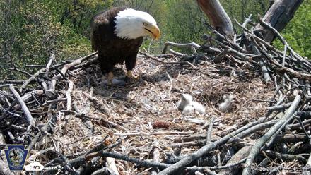 Hanover Eagles Live Cam - Apr 20, 2026, 12:54pm EDT