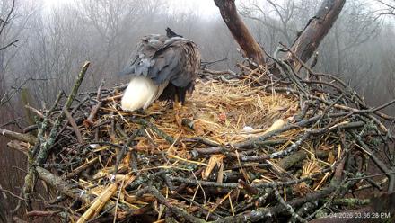 Hanover Eagles Live Cam - Mar 4, 2026, 3:37pm EST