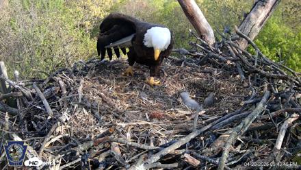 Hanover Eagles Live Cam - Apr 20, 2026, 5:43pm EDT