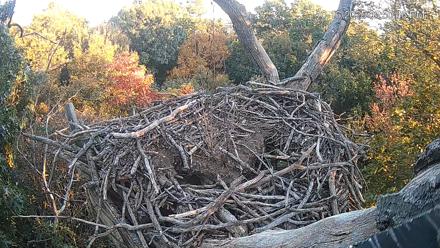 Hanover Eagles Live Cam - Oct 16, 2025, 5:52pm EDT