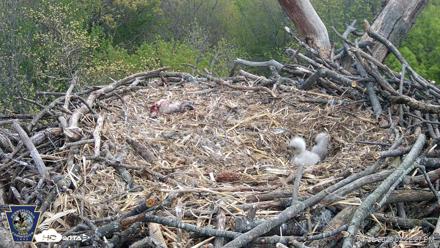 Hanover Eagles Live Cam - Apr 20, 2026, 2:22pm EDT