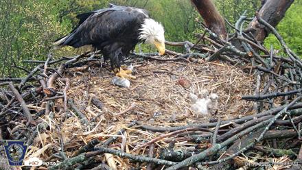 Hanover Eagles Live Cam - Apr 19, 2026, 10:16am EDT