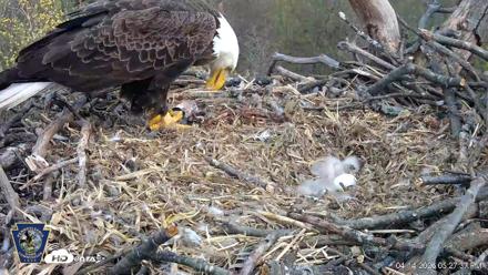 Hanover Eagles Live Cam - Apr 14, 2026, 5:28pm EDT
