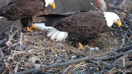 Hanover Eagles Live Cam - Apr 8, 2026, 7:37pm EDT