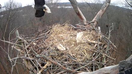 Hanover Eagles Live Cam - Dec 8, 2025, 2:13pm EST