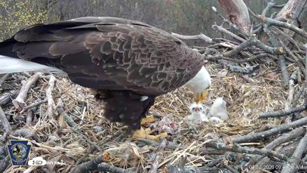 Hanover Eagles Live Cam - Apr 13, 2026, 9:41am EDT