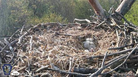 Hanover Eagles Live Cam - Apr 16, 2026, 8:13am EDT