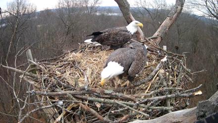 Hanover Eagles Live Cam - Dec 10, 2025, 10:14am EST