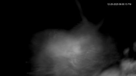 Hanover Eagles Live Cam - Dec 26, 2025, 6:00pm EST