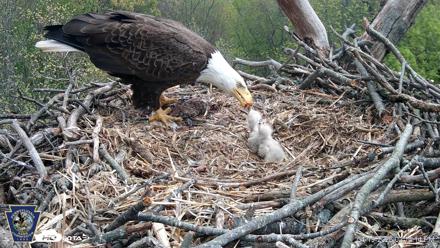 Hanover Eagles Live Cam - Apr 19, 2026, 2:14pm EDT