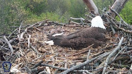 Hanover Eagles Live Cam - Apr 19, 2026, 1:20pm EDT