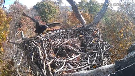 Hanover Eagles Live Cam - Oct 31, 2025, 2:25pm EDT