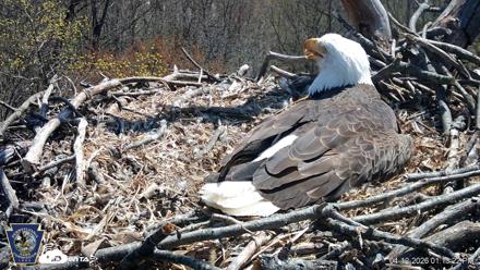 Hanover Eagles Live Cam - Apr 12, 2026, 1:13pm EDT